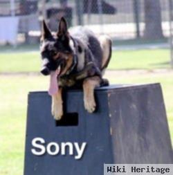 K- 9 Sony