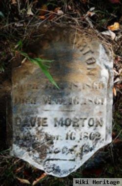 Davie Morton