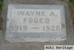 Wayne Foged