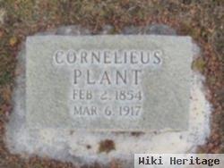 Cornelieus Plant