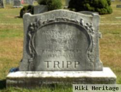 Rosina J Booth Tripp