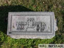 Forest Brown