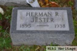 Herman Rose Jester