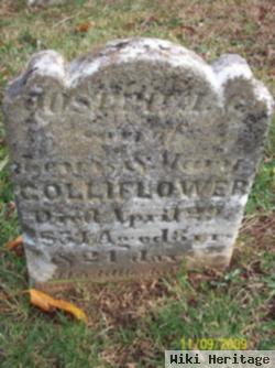 Joseph A G Colliflower