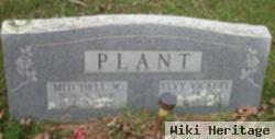 Elvy Vickery Plant