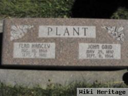 Fern Hancey Plant