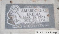 Ambrocio G Erebia