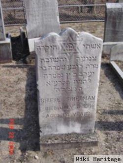 Shifre Friedman