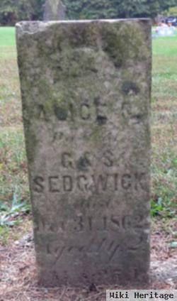 Alice C Sedgwick