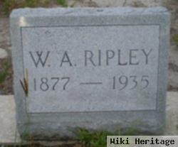 William A Ripley