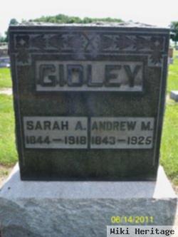 Andrew M Gidley