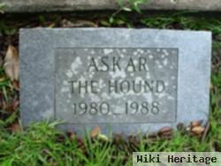 Askar The Hound