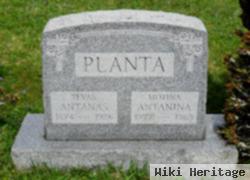 Antanina Planta