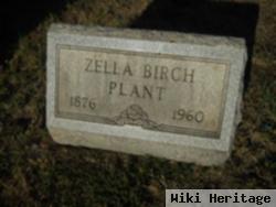 Zella Birch Plant