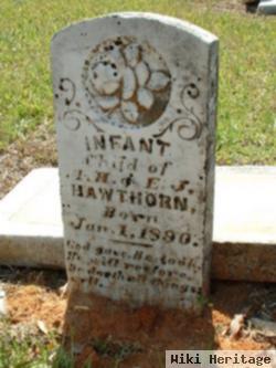 Infant Hawthorne