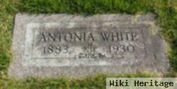 Albert Antonia White