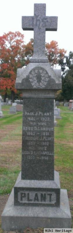 Rose D Lanoue Plant