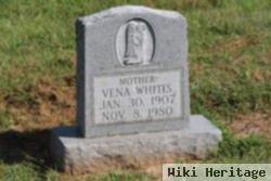 Vena Whitis