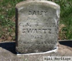 Daisy Swartz