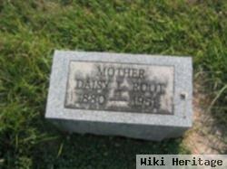 Daisy Lilley Pinkerton Root