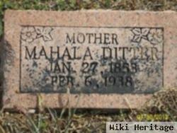 Mahala Ditter