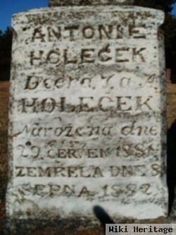 Antonie Holechek