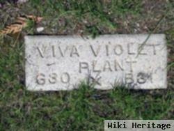 Viva Violet Plant