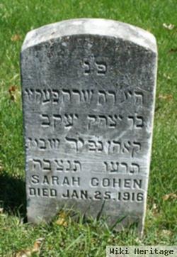 Sarah Cohen